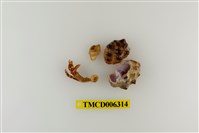 藏品(秀麗硬殼寄居蟹)的圖片